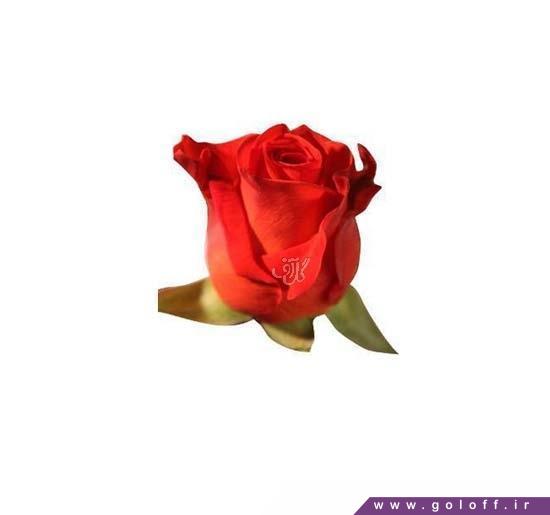 هدیه گل رز - گل رز هلندی سانتانا - Rose | گل آف